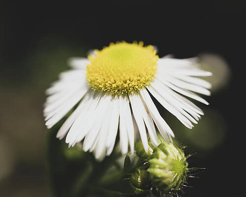 Wall Art featuring the photograph Philadelphicus Fleabane Macro by Jason Fink