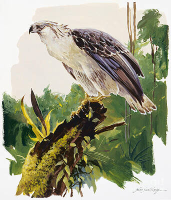 Nature Wall Art featuring the painting Philippine Eagle II by John Swatsley