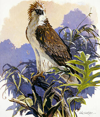 Bird Wall Art featuring the painting Philippine Eagle by John Swatsley