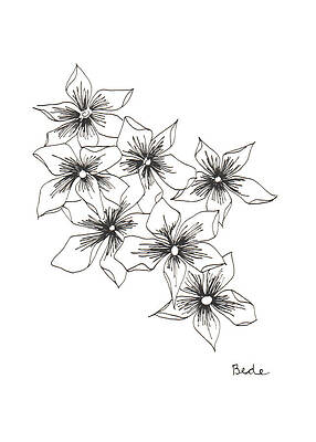 Wall Art featuring the drawing Phlox by Catherine Bede