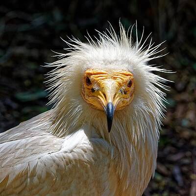 Wildlife Wall Art featuring the photograph Phyllis Diller 'do - Egyptian Vulture by KJ Swan