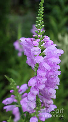 Nature Photograph - Physostegia Virginiana by D Lee