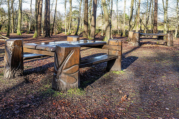 Rustic Picnic Benches in the Woods Wall Art