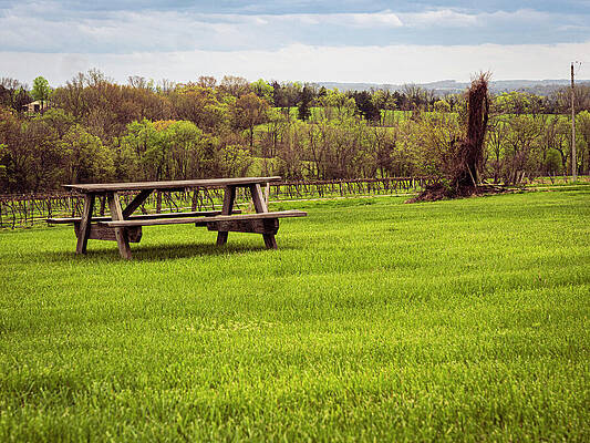 Tree Photograph - Picnic - Missouri by Robert Niemeier