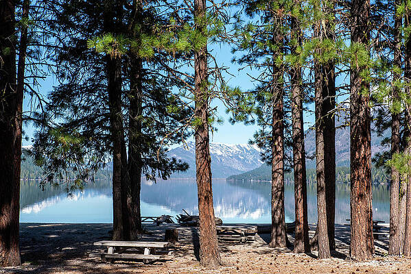Serene Lakeside Forest View Photograph