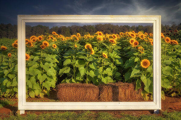 Flower Photograph - Picture Perfect Sunflowers by Susan Candelario