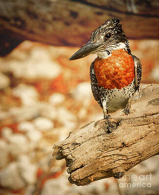 Pied Kingfisher Perched on a Branch Photograph