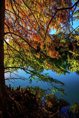 Vibrant Photograph - Piedmont Park Reflections Of Fall - Atlanta, GA by Anthony Hightower