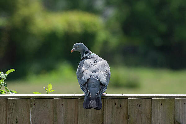 Wild Photograph - Pigeon On A Wooden Fence Looking Back by Scott Lyons