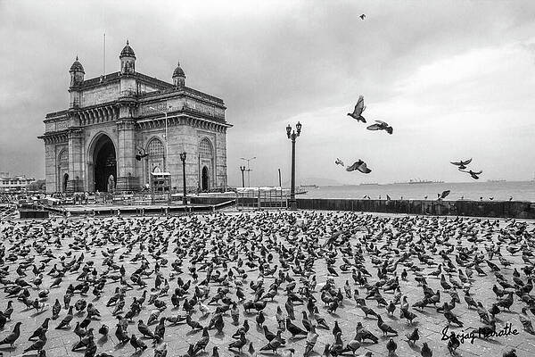 Wall Art featuring the photograph Pigeons At Gateway, Mumbai by Sanjay Marathe