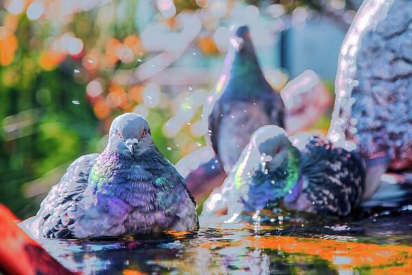 Pigeons Bathing in Sunlit Fountain Wall Art