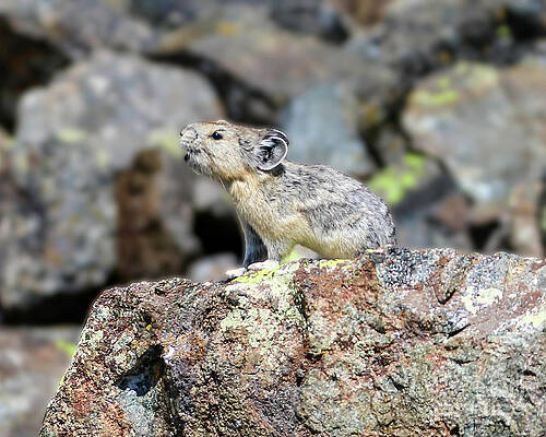 Colorado Wall Art featuring the photograph Pika Barking by Shirley Dutchkowski