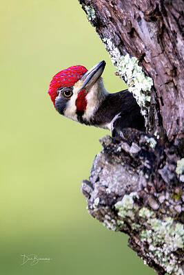 Mountain Photograph - Pileated At Work #5837 by Dan Beauvais
