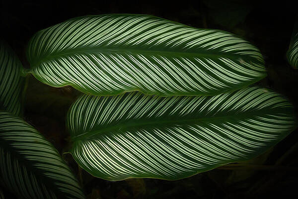 Wall Art featuring the photograph Pin Striped by Dodie Ross