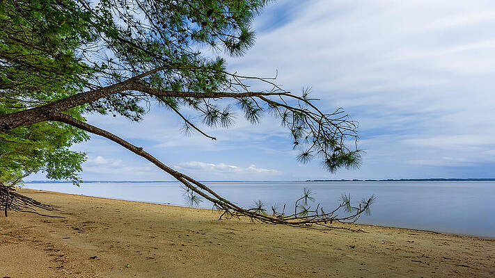 Water Photograph - Pincer by David Fountain