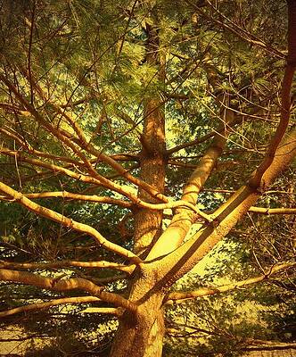 Sunlight Through Pine Branches Wall Art
