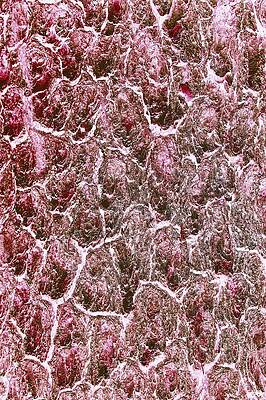 Abstract Photograph - Pine Bark by Bruce Block