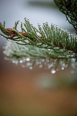 Wall Art featuring the photograph Almost Winter by Linda Triplett
