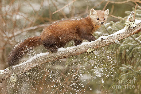 Winter Photograph - Pine Marten In Sax Zim Bog by Natural Focal Point Photography