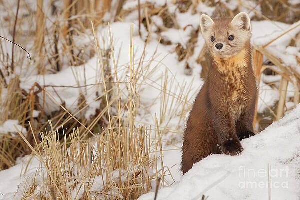 Winter Photograph - Pine Marten In Winter by Natural Focal Point Photography
