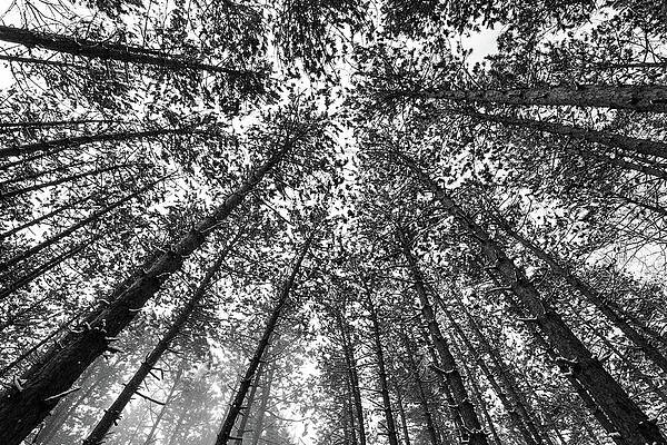 Wall Art featuring the photograph Pine Tree Forest Closing In by Crystal Wightman