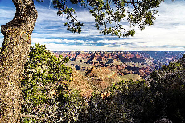 Tree Wall Art featuring the photograph Pine Tree Over Grand Canyon by Craig A Walker