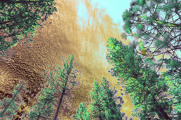 Pine Trees Under Golden Sky Digital Art