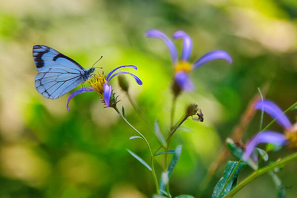 Butterfly Photograph - Pine White Butterfly Of Purple And Gold Flower by Bruce Block