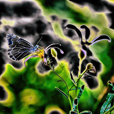 Butterfly Photograph - Pine White Butterfly On Wildflower by Bruce Block