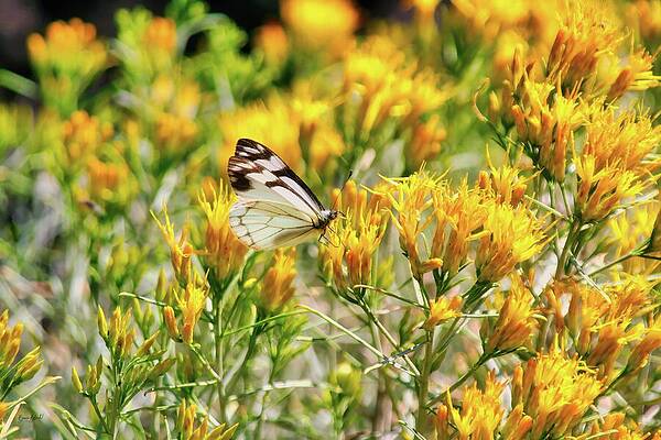 Butterfly Photograph - Pine White Butterfly On Yellow Wildflowers by Bruce Block