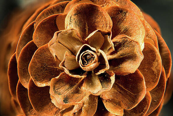 Wall Art featuring the photograph Pinecone Flower by Steven Nelson