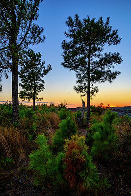 Vibrant Photograph - Pines On Arabia Mountain by Anthony Hightower