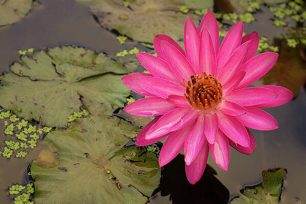 Hawaii Wall Art featuring the photograph Pink And Orange Water Lily by Nancy Gleason
