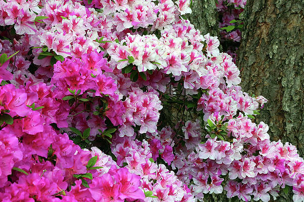 Wall Art featuring the photograph Pink And White Lace by Gina Fitzhugh
