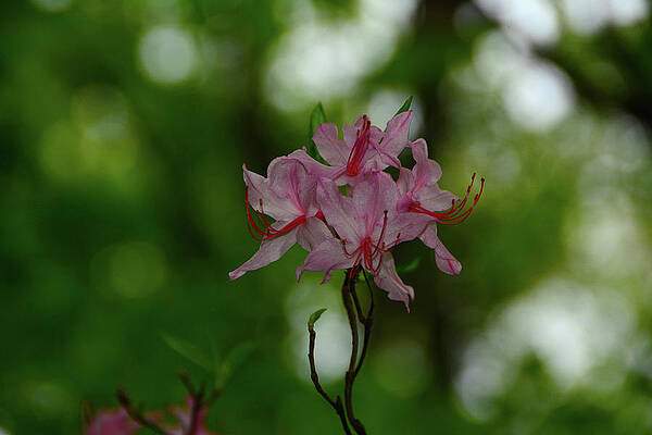 Wall Art featuring the photograph Pink Azalea 2 by Raymond Salani III