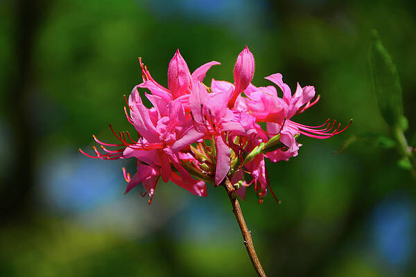 Wall Art featuring the photograph Pink Azalea by Raymond Salani III