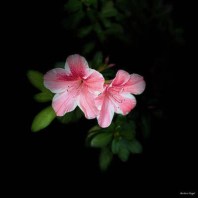 Pink Azaleas in Bloom by Barbara Siegel