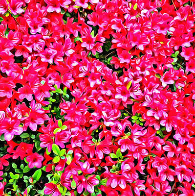 Wall Art featuring the photograph Pink Azaleas by Onedayoneimage Photography