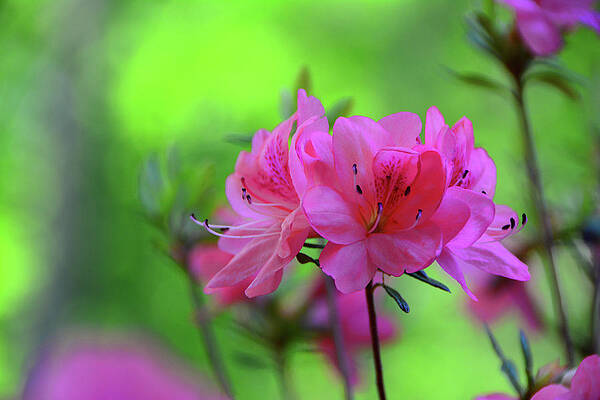 Wall Art featuring the photograph Pink Azaleas by Raymond Salani III
