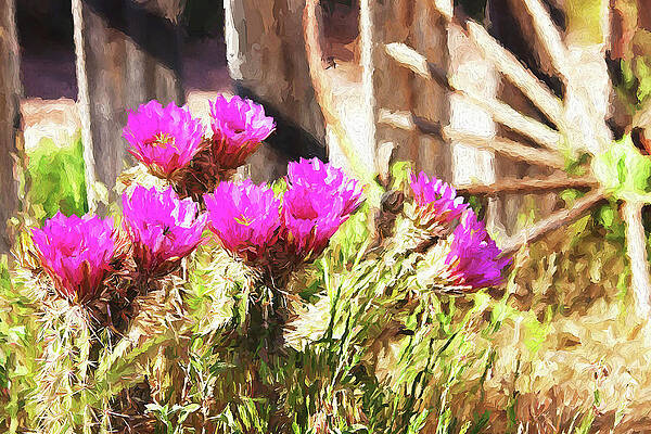 Wall Art featuring the mixed media Pink Cactus Flowers In Nevada by Tatiana Travelways