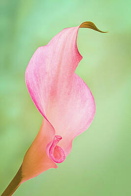 Closeup Wall Art featuring the photograph Pink Calla Lily On Green by Elvira Peretsman