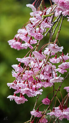 Spring Photograph - Pink Cherry Blossoms by D Lee