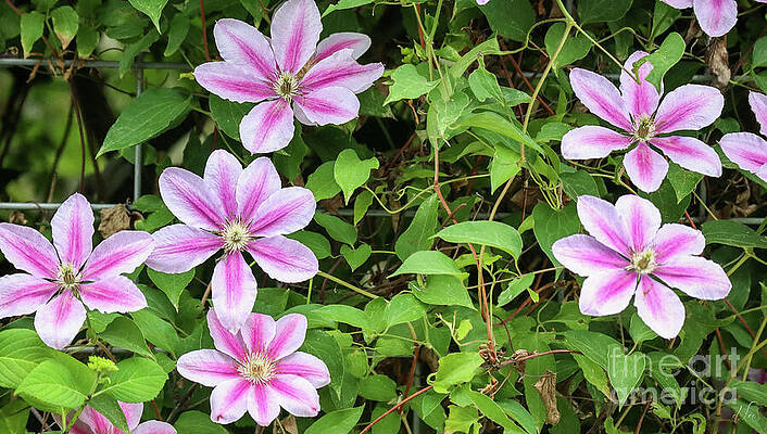 Green Photograph - Pink Clematis Flowers by D Lee