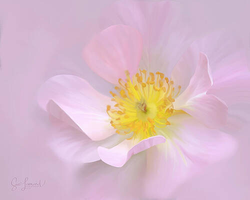 Photograph - Pink Climbing Rose by Sue Leonard