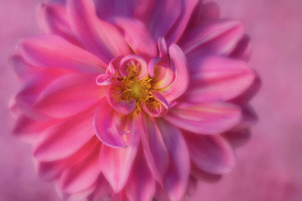 Wall Art featuring the photograph Pink Curly Dahlia by Mary Jo Allen