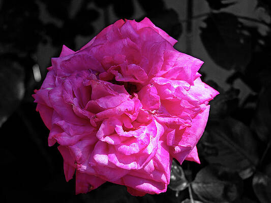 Photograph - Pink Damask Rose, Rosa Damascene, Isolated On Black And White Background by Nicko Prints