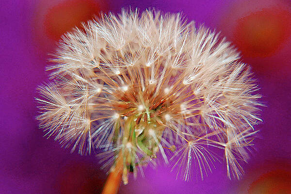 Photograph - Pink Dandelion by Brian Hare