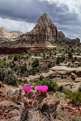 Utah Wall Art featuring the photograph Pink by Diane Moller