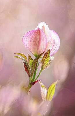 Wall Art featuring the photograph Pink Dogwood Bud by Mary Jo Allen