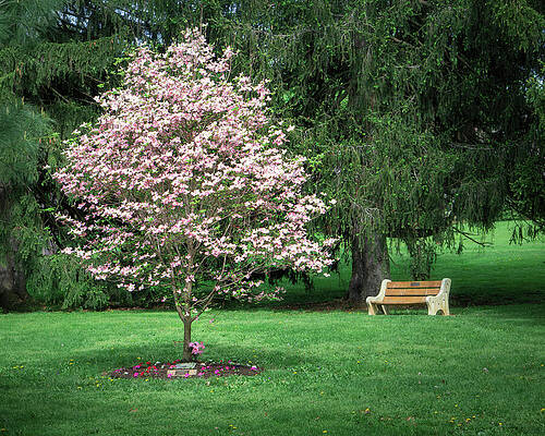 Wall Art featuring the photograph Pink Dogwood Cedar Creek Park by Jason Fink